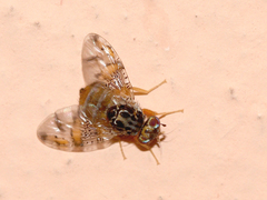 Ceratitis capitata