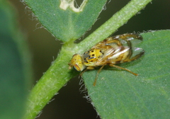 Chaetorellia loricata