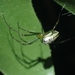 Leucauge dromedaria - Photo (c) Michelle Colpus, algunos derechos reservados (CC BY-NC), subido por Michelle Colpus