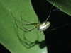 Silver Orb Spider - Photo (c) Michelle Colpus, some rights reserved (CC BY-NC), uploaded by Michelle Colpus