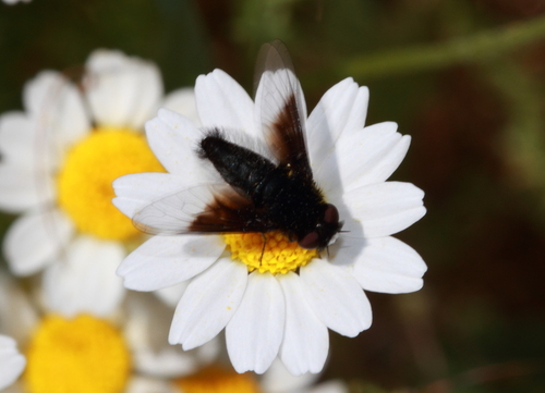 Chalcochiton syriacus