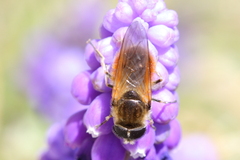 Cheilosia grossa