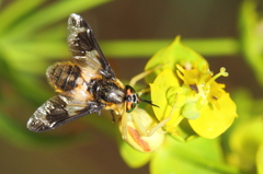 Chrysops caecutiens