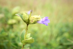 Strobilanthes reticulatus