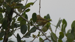 Phylloscopus