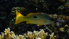 Lutjanus fulviflamma