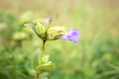 Strobilanthes reticulatus