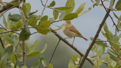 Phylloscopus