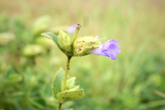 Strobilanthes reticulatus
