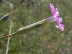 Dianthus longicaulis