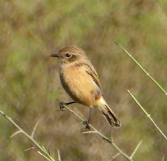Saxicola