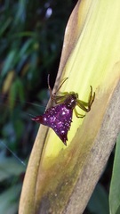 Micrathena triangularis