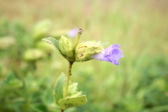 Strobilanthes reticulatus