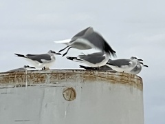 Leucophaeus atricilla