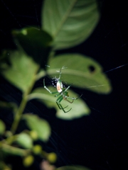 Araneus viridisomus