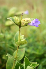 Strobilanthes reticulatus