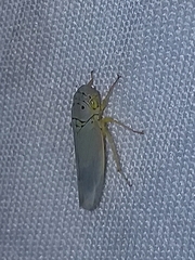 Cicadellinae