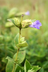 Strobilanthes reticulatus