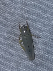 Cicadellinae