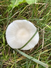 Cuphophyllus virgineus