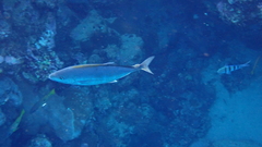 Flavocaranx bajad
