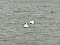 Pelecanus erythrorhynchos