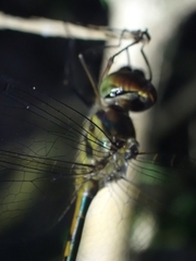 Hemicordulia continentalis