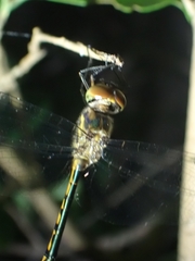 Hemicordulia continentalis