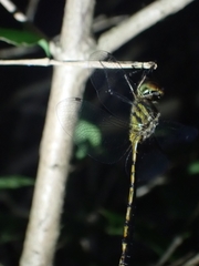 Hemicordulia continentalis