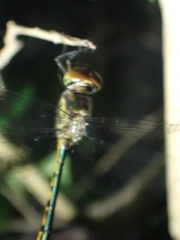 Hemicordulia continentalis