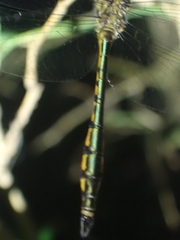 Hemicordulia continentalis