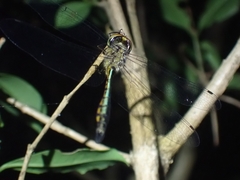 Hemicordulia continentalis