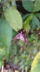 Micrathena triangularis