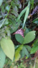 Micrathena triangularis
