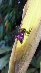 Micrathena triangularis