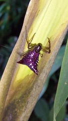 Micrathena triangularis