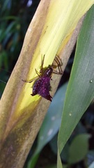 Micrathena triangularis