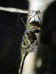 Hemicordulia continentalis