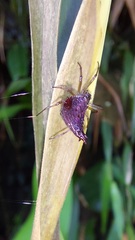 Micrathena triangularis
