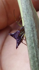 Micrathena triangularis