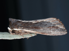 Hylaeora capucina