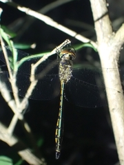 Hemicordulia continentalis