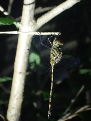 Hemicordulia continentalis