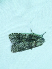 Acronicta afflicta