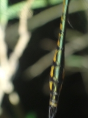 Hemicordulia continentalis