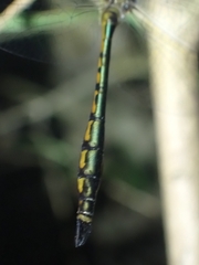 Hemicordulia continentalis