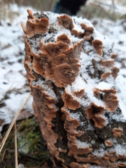 Phlebia radiata