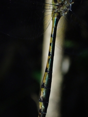 Hemicordulia continentalis