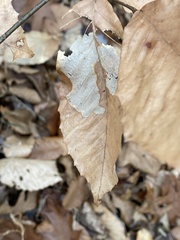 Acalitus ferrugineum