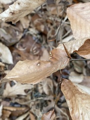 Acalitus ferrugineum